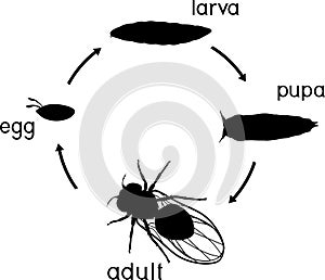 Silhouette of life cycle of fruit fly Drosophila melanogaster. Sequence of stages of development of fruit fly Drosophila