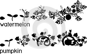 Silhouette of life cycle of pumpkin and watermelon plants. Growth stages from seeding to flowering and fruit-bearing plant