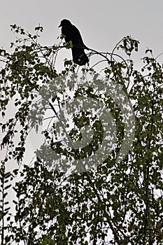 Silhouette-like perched crow on the top branches of a birch tree, in early spring is a crow observing the environment, shown in si