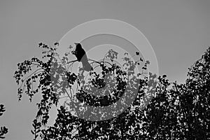 Silhouette-like perched on the top branches of a birch tree, in early spring is a crow observing the environment, shown in silhoue