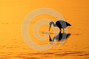 Silhouette of Little Blue Heron at sunset