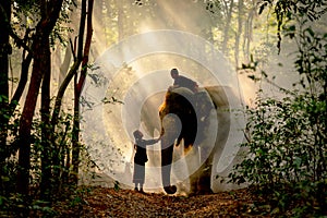 Silhouette of little girl touch elephant that has boy sit on its back in the forest with beautiful beam light in concept of