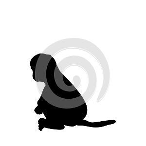 Silhouette of little Monkey. Cute young animal photo