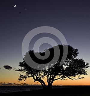 Silhouette of a live oak tree at sunset with the moon, Venus and Jupiter above.
