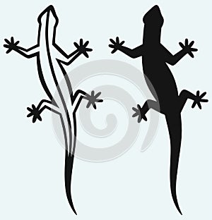 Silhouette lizard