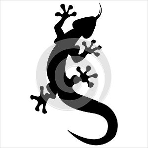 Silhouette lizard