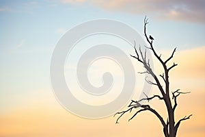 silhouette of a lone bird in a barren tree