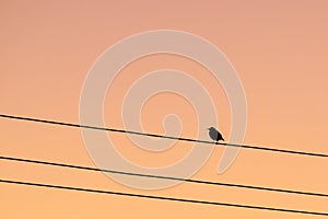 Silhouette of a lone bird sitting on a wire against a sunset sky in the evening