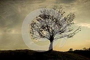 Silhouette of lone tree