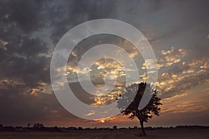 Silhouette of a lone tree and clouds during sunset