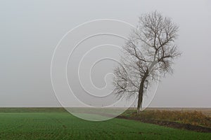 A silhouette of a lone tree in a dense grey fog over a field of green shoots