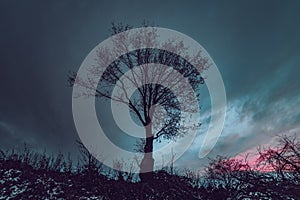 silhouette of lone tree at evening with cloudy sky in the background