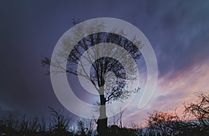 silhouette of lone tree at evening with cloudy sky in the background