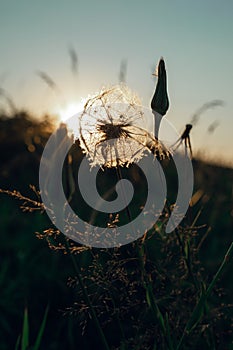 Silhouette of a lonely dandelion in a field with grass at sunset