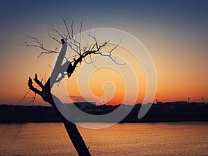 Silhouette of lonely dry tree over sunset sky background. Abstract bare willow branches, dramatic scene near lake and a city on