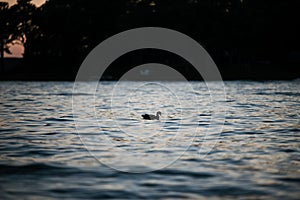 Silhouette of a lonely duck swimming in beautiful Greenwood lake in South Carolina