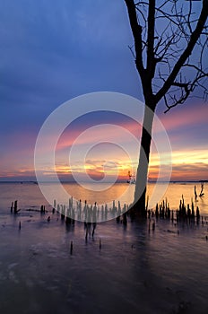 Silhouette lonely mangrove tree over stunning sunset background