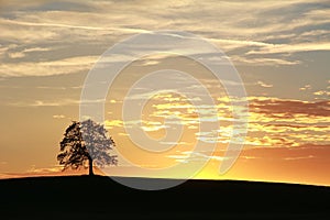 Silhouette of lonely oak tree , beautiful sunset scenery