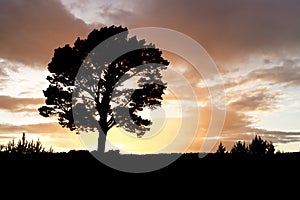 Silhouette of a lonely pine tree at sunset