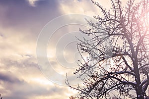 Silhouette lonely tree against of storm cloudy sky