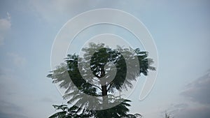Silhouette of lonely tree on dark sky background photo