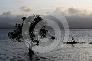 Silhouette of a lonely tree and a fisheman photo