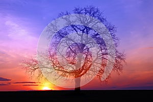 Silhouette of lonely tree on sunset background