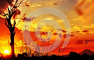 Silhouette long tall grass & gum tree sunset