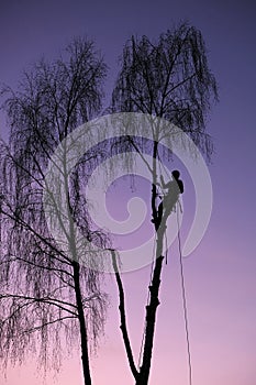 Silhouette of lumberjack or feller in evening on tree, professional in cutting down trees