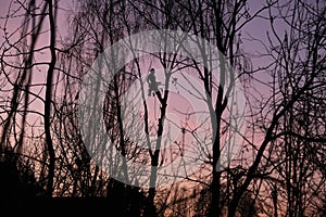 Silhouette of lumberjack or feller in evening between trees, professional in cutting down trees