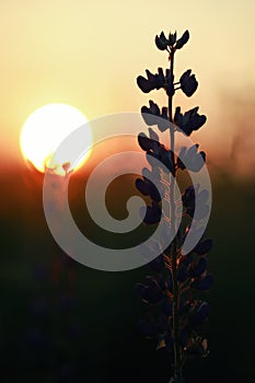 Silhouette of lupine flowers at sunrise or sunset. Vertical view.