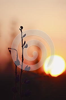 Silhouette of lupine flowers at sunrise or sunset. Vertical view.