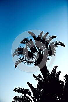 Silhouette of a Lush Palm Tree Against a Clear Twilight Sky