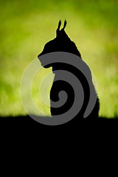 Silhouette of lynx on grass in profile