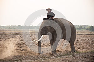 The silhouette of mahout riding Elephant in the forest