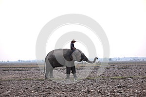 The silhouette of mahout riding Elephant in the forest