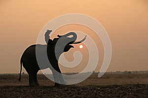 The silhouette of mahout riding Elephant in the forest