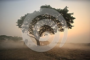 The silhouette of mahout riding Elephant in the forest