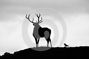 Silhouette of majestic red deer stag in Autumn Fall