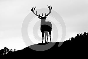 Silhouette of majestic red deer stag in Autumn Fall