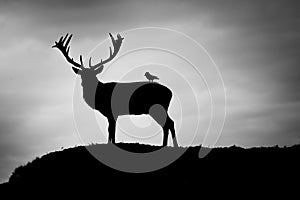 Silhouette of majestic red deer stag and bird in Autumn Fall