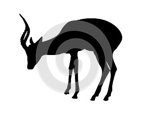 Impala Antelope - Silhouette