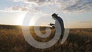 Silhouette of man agronomist farmer in golden wheat field at sunset. Male looks at the ears of wheat, rear view.