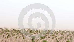Silhouette of man in middle of sandstorm in desert with vegetation. Slow motion. Concept of chaos and hopelessness