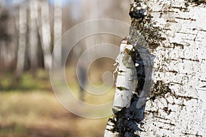 Silhouette of man in spring forest