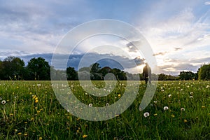A silhouette of a man standing in a field of dandelions. Looking at the sunset