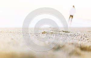 Silhouette of man strolling along coastline beach on sunny day background of sea and sky, gold sand close up blur, tourism relax