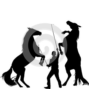 Silhouette of a man training two horses to rearing up