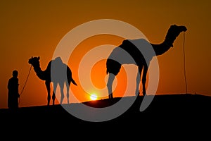 Silhouette of a man and two camels