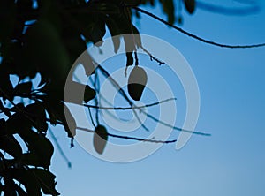 Silhouette of a mango still on the tree